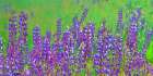California-Redwood National Park Abstract of lupine flowers Art Print